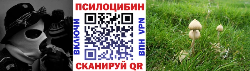 Купить  Тайга  Псилоцибиновые грибы Cubensis 